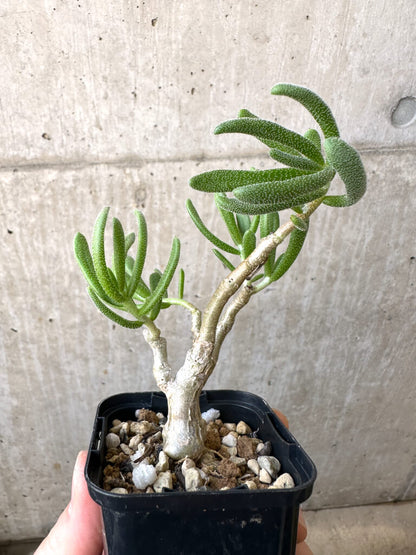 【現品限り】チレコドン・ピグマエウス【AI11】 Tylecodon pygmaeus