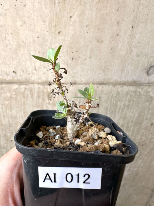 【現品限り】フォークイエリア・コルムナリス 観峰玉【AI12】 Fouquieria columnaris