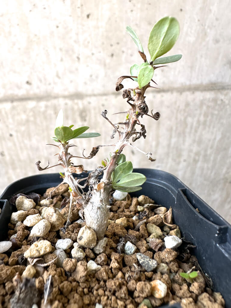 【現品限り】フォークイエリア・コルムナリス 観峰玉【AI12】 Fouquieria columnaris