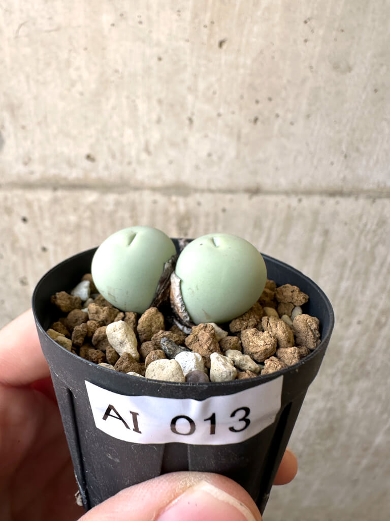 【現品限り】コノフィツム・カルキュラス【AI13】 Conophytum calculus