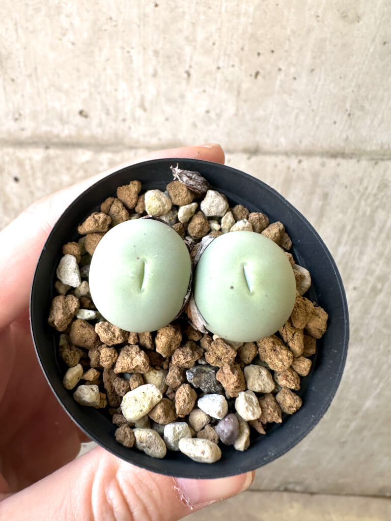 コノフィツム　ヤンギー　ポットごと コノフィツム(Conophytum) – プラントブラザーズ