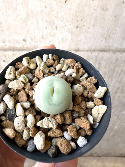 【現品限り】コノフィツム・カルキュラス【AI14】 Conophytum calculus