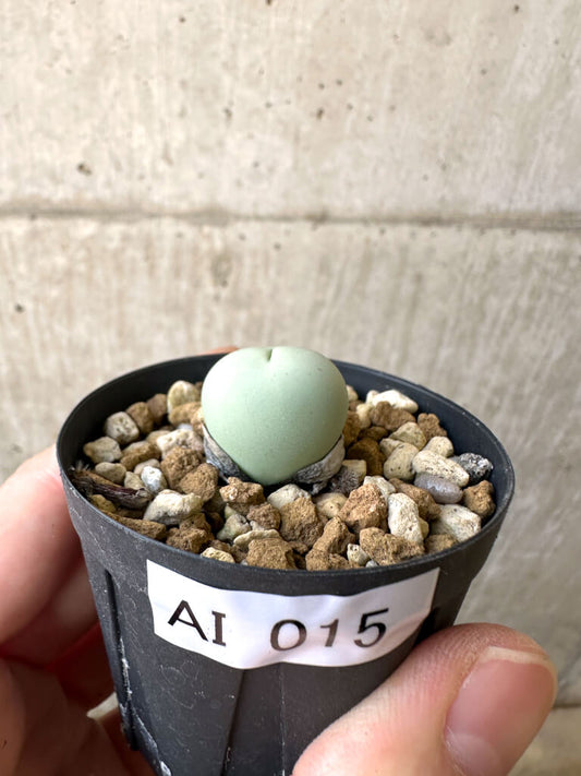 【現品限り】コノフィツム・カルキュラス【AI15】 Conophytum calculus