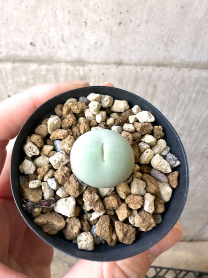 【現品限り】コノフィツム・カルキュラス【AI15】 Conophytum calculus