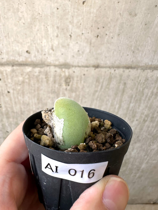 【現品限り】ムイリア・ホルテンセ【AI16】 Muiria hortenseae