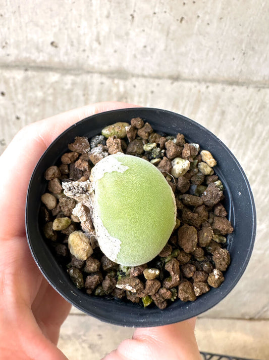 【現品限り】ムイリア・ホルテンセ【AI16】 Muiria hortenseae