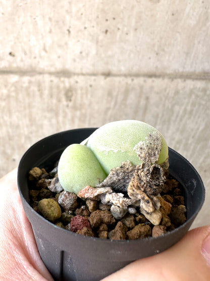 【現品限り】ムイリア・ホルテンセ 2頭【AI17】 Muiria hortenseae