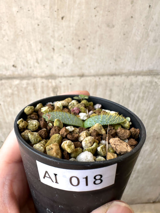 【現品限り】ブルンスヴィギア・ナマクアナ【AI18】 Brunsvigia namaquana