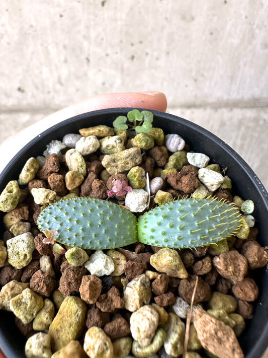 【現品限り】ブルンスヴィギア・ナマクアナ【AI18】 Brunsvigia namaquana