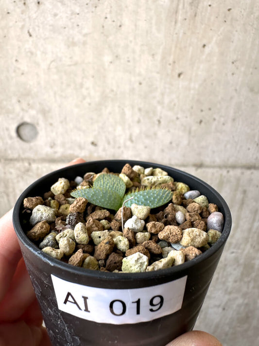 【現品限り】ブルンスヴィギア・ナマクアナ【AI19】 Brunsvigia namaquana