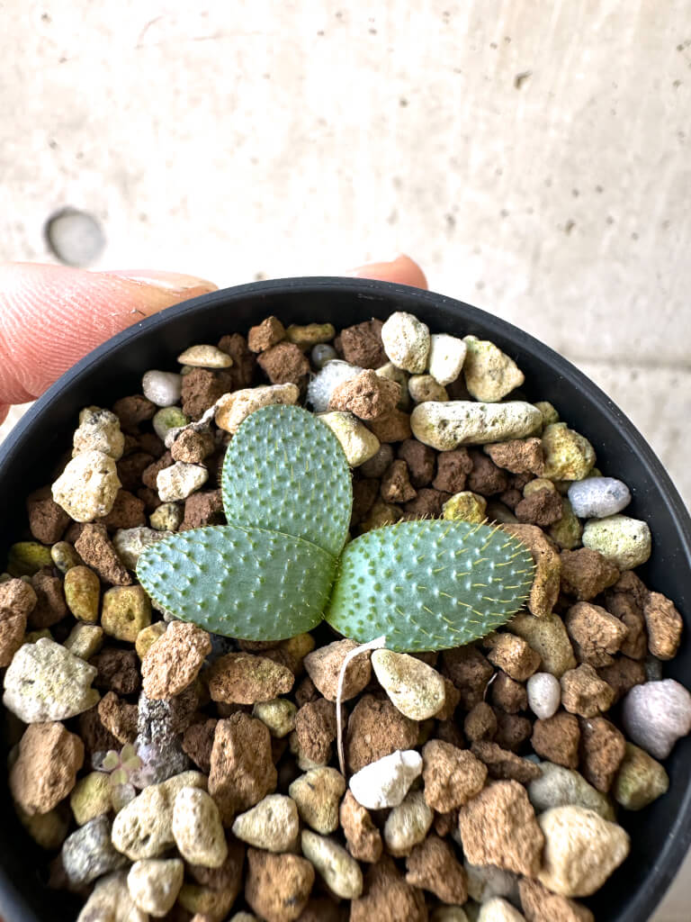 【現品限り】ブルンスヴィギア・ナマクアナ【AI19】 Brunsvigia namaquana