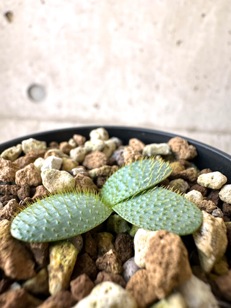 【現品限り】ブルンスヴィギア・ナマクアナ【AI19】 Brunsvigia namaquana