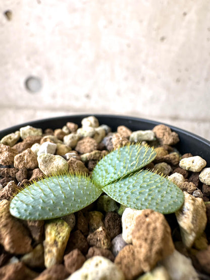 【現品限り】ブルンスヴィギア・ナマクアナ【AI19】 Brunsvigia namaquana