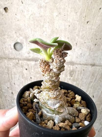 【現品限り】チレコドン・コルディフォルミス【AI1】 Tylecodon cordiformis