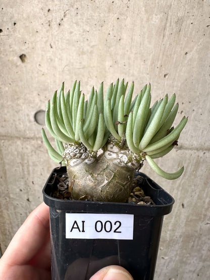 【現品限り】チレコドン・ペアルソニー 実生苗【AI2】 Tylecodon pearsonii