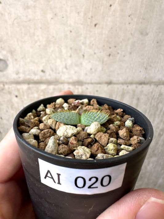 【現品限り】ブルンスヴィギア・ナマクアナ【AI20】 Brunsvigia namaquana