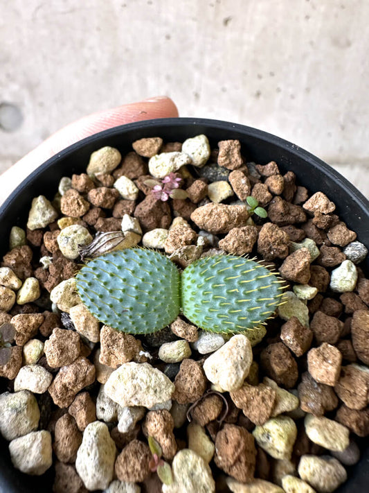 【現品限り】ブルンスヴィギア・ナマクアナ【AI20】 Brunsvigia namaquana