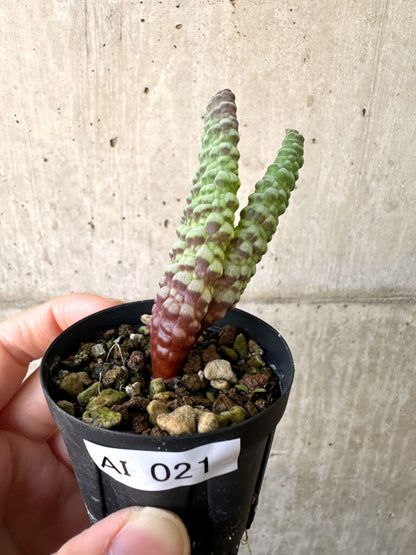 【現品限り】ブルビネ・ブルインシー 選抜【AI21】 Bulbine bruynsii