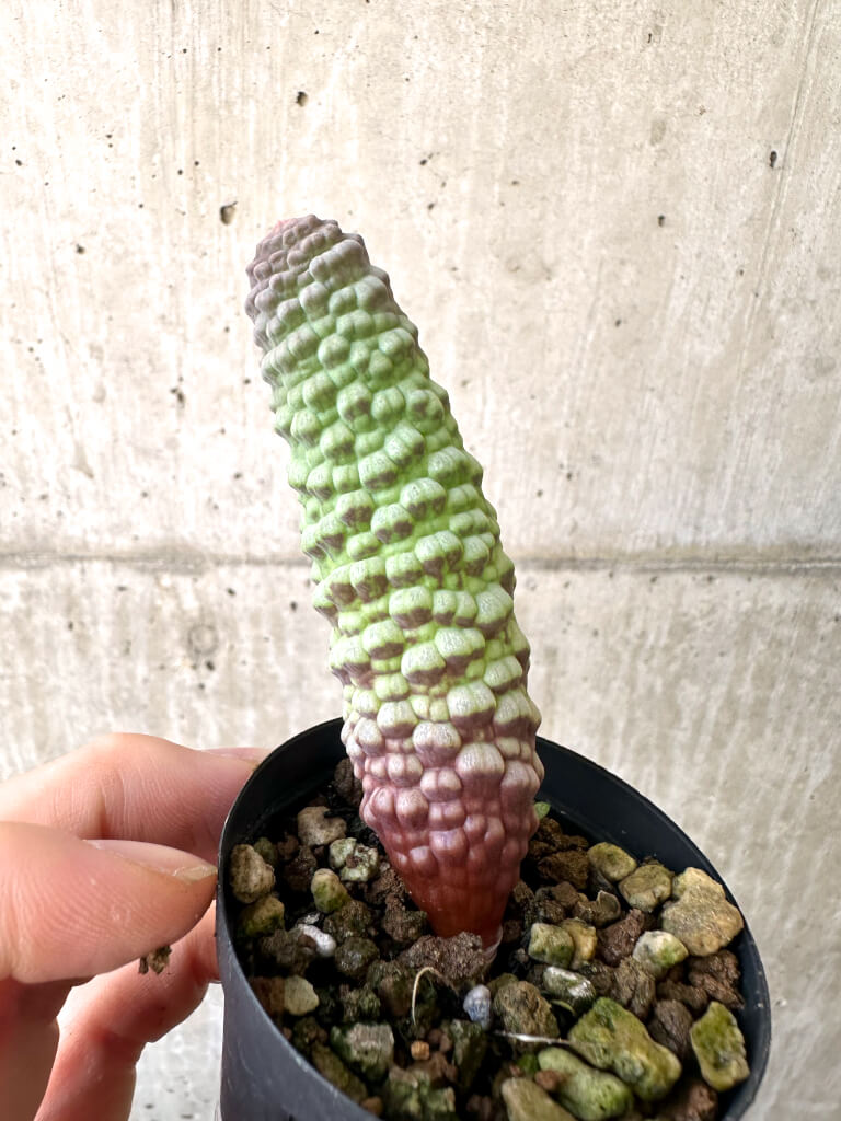 【現品限り】ブルビネ・ブルインシー 選抜【AI21】 Bulbine bruynsii