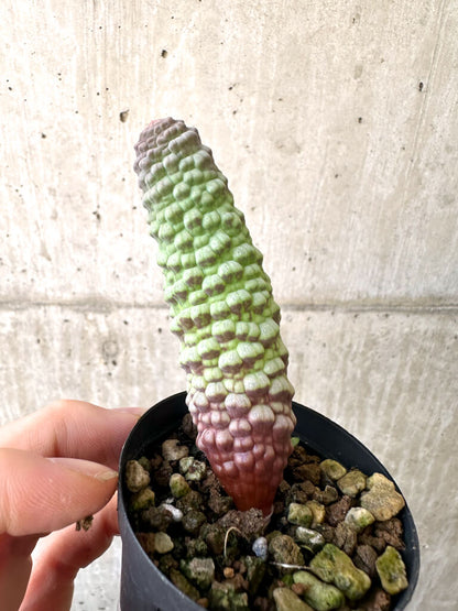 【現品限り】ブルビネ・ブルインシー 選抜【AI21】 Bulbine bruynsii