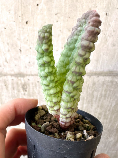 【現品限り】ブルビネ・ブルインシー 選抜【AI21】 Bulbine bruynsii