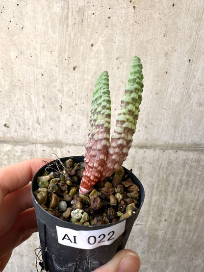 【現品限り】ブルビネ・ブルインシー 選抜【AI22】 Bulbine bruynsii