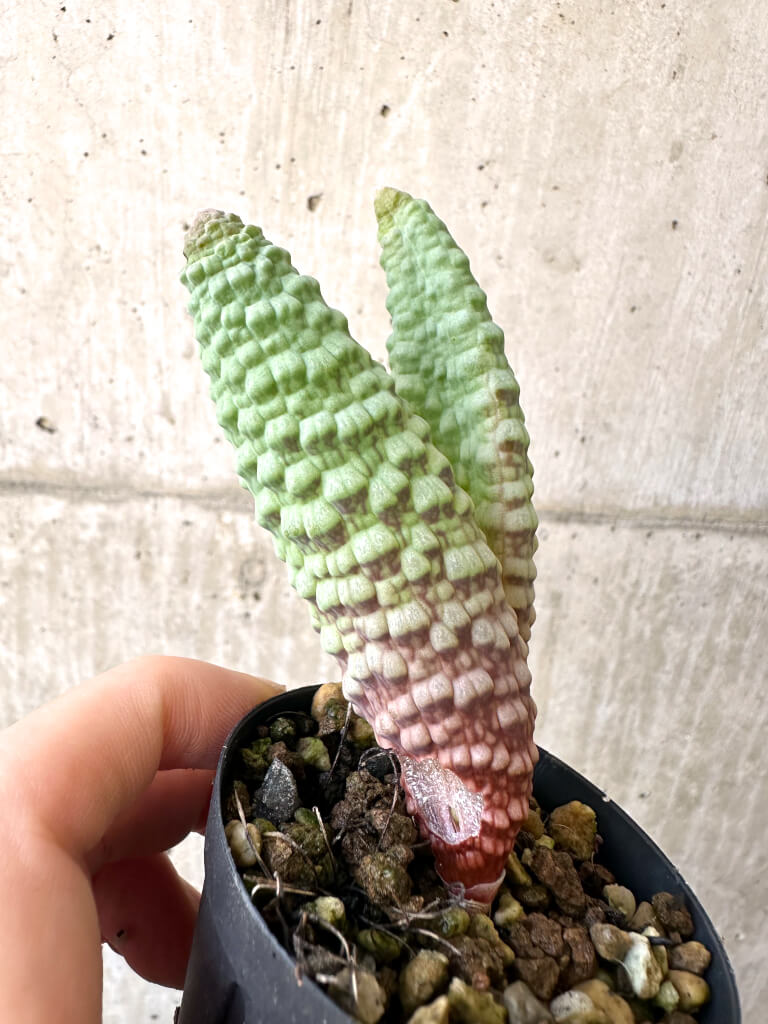 現品限り】ブルビネ・ブルインシー 選抜【AI22】 Bulbine bruynsii