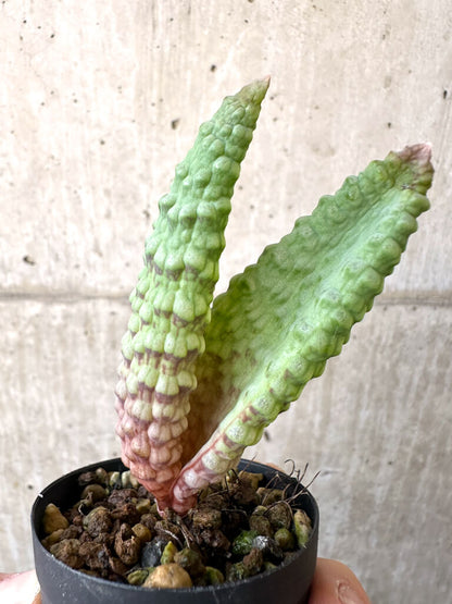 【現品限り】ブルビネ・ブルインシー 選抜【AI22】 Bulbine bruynsii