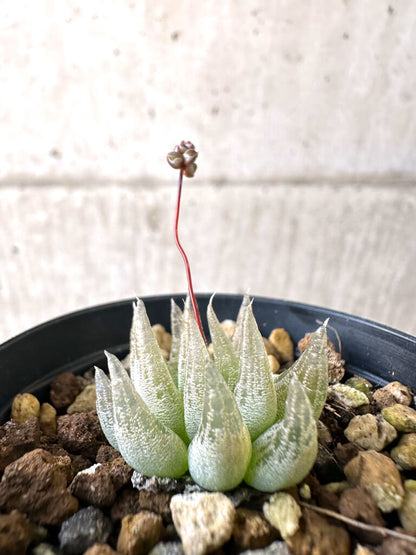 【現品限り】ブルビネ・ロリータ【AI23】 Bulbine lolita