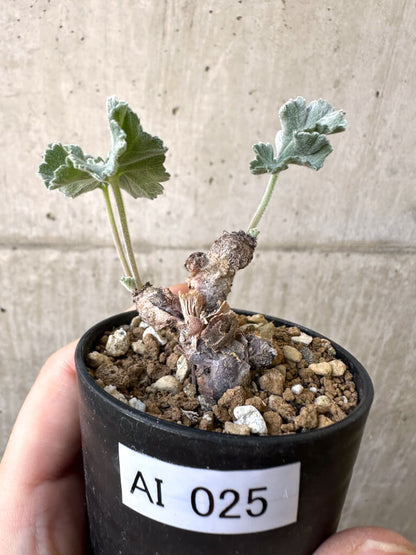 【現品限り】ペラルゴニウム・ミラビレ 挿し木 発根済み【AI25】 Pelargonium mirabile