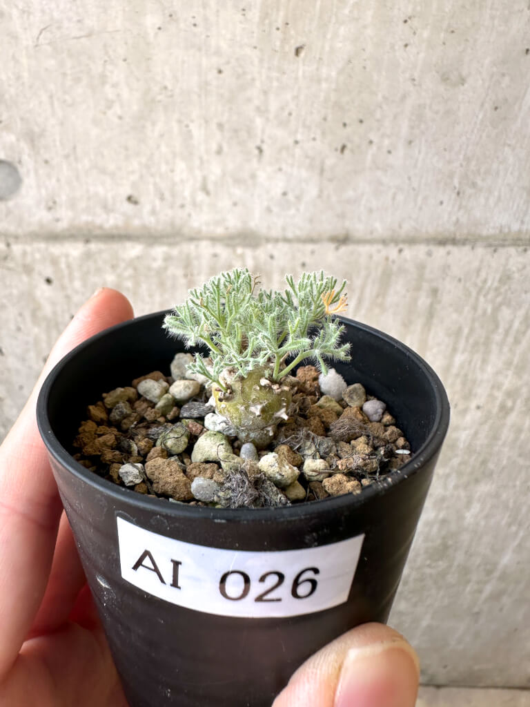 【現品限り】モンソニア・ぺニクリナム【AI26】 Monsonia peniculinum