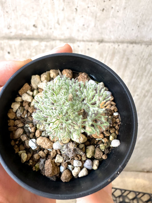 【現品限り】モンソニア・ぺニクリナム【AI26】 Monsonia peniculinum