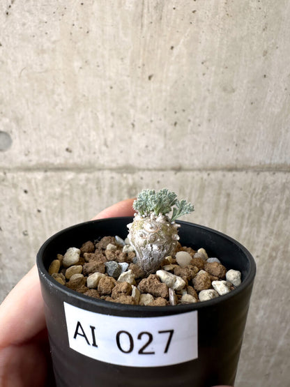 【現品限り】モンソニア・ぺニクリナム【AI27】 Monsonia peniculinum