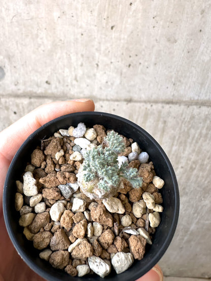 【現品限り】モンソニア・ぺニクリナム【AI27】 Monsonia peniculinum