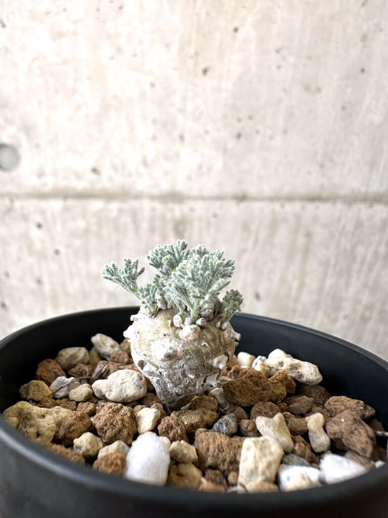 【現品限り】モンソニア・ぺニクリナム【AI27】 Monsonia peniculinum