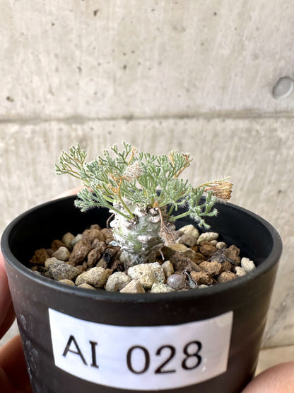 【現品限り】モンソニア・ぺニクリナム【AI28】 Monsonia peniculinum