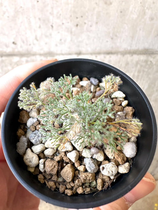 【現品限り】モンソニア・ぺニクリナム【AI28】 Monsonia peniculinum