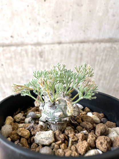 【現品限り】モンソニア・ぺニクリナム【AI28】 Monsonia peniculinum