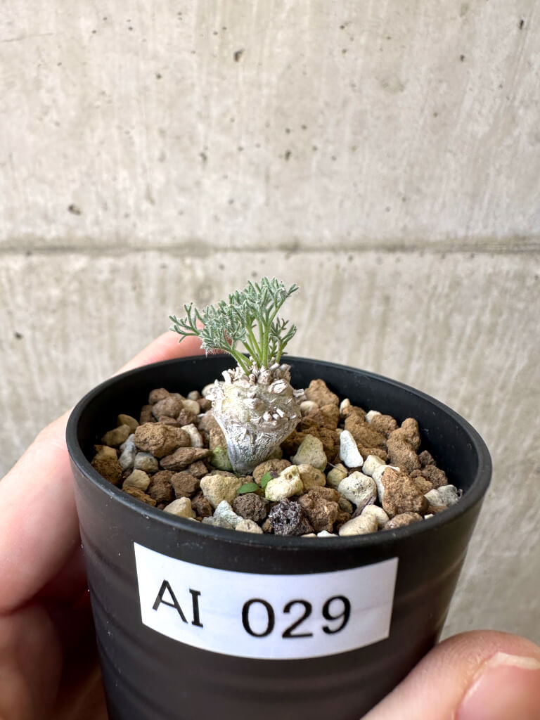 【現品限り】モンソニア・ぺニクリナム【AI29】 Monsonia peniculinum