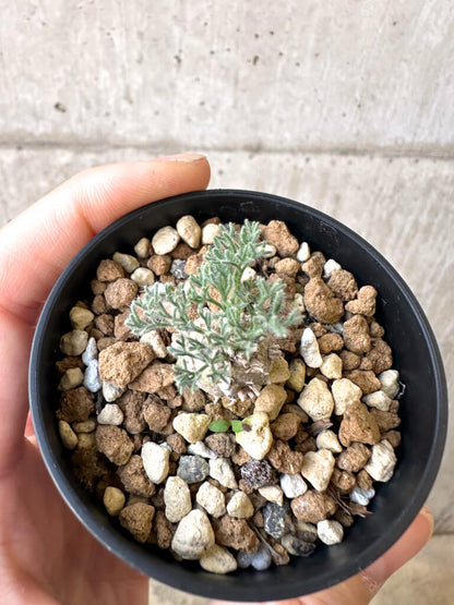 【現品限り】モンソニア・ぺニクリナム【AI29】 Monsonia peniculinum