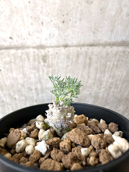 【現品限り】モンソニア・ぺニクリナム【AI29】 Monsonia peniculinum