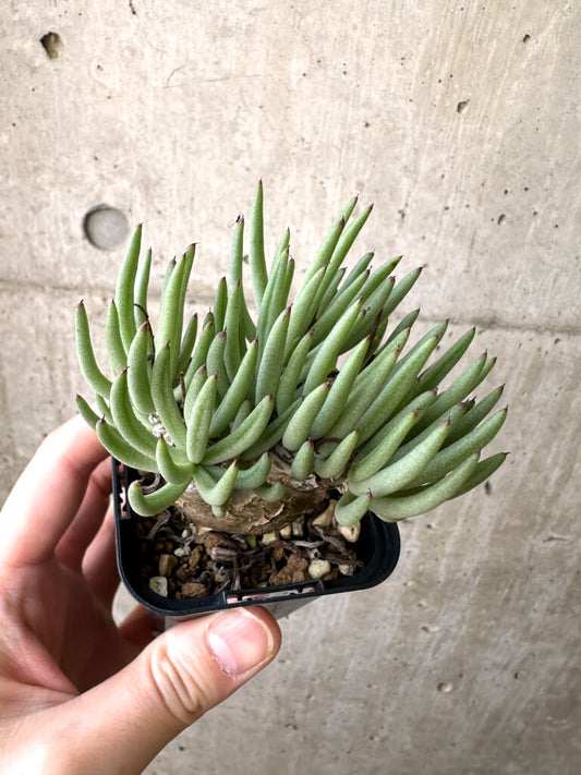 【現品限り】チレコドン・ペアルソニー 実生苗【AI2】 Tylecodon pearsonii