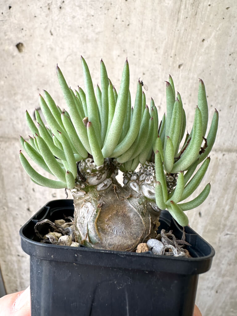 【現品限り】チレコドン・ペアルソニー 実生苗【AI2】 Tylecodon pearsonii