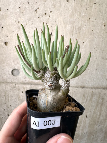 【現品限り】チレコドン・ペアルソニー 実生苗【AI3】 Tylecodon pearsonii