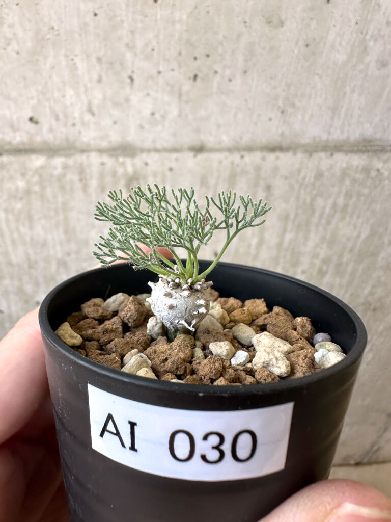 【現品限り】モンソニア・ぺニクリナム【AI30】 Monsonia peniculinum
