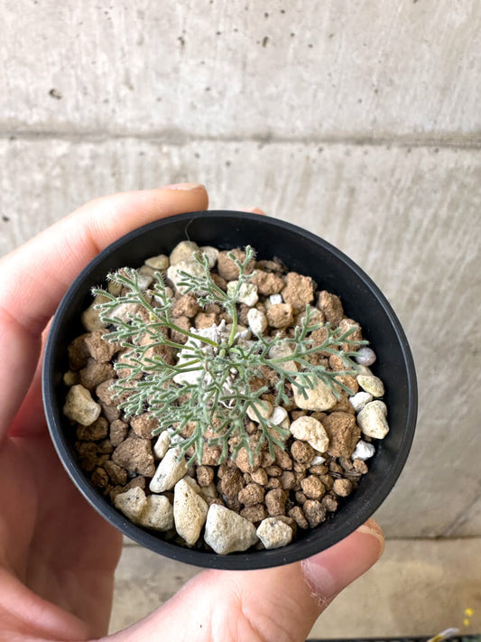 【現品限り】モンソニア・ぺニクリナム【AI30】 Monsonia peniculinum