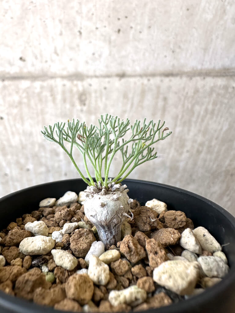 【現品限り】モンソニア・ぺニクリナム【AI30】 Monsonia peniculinum