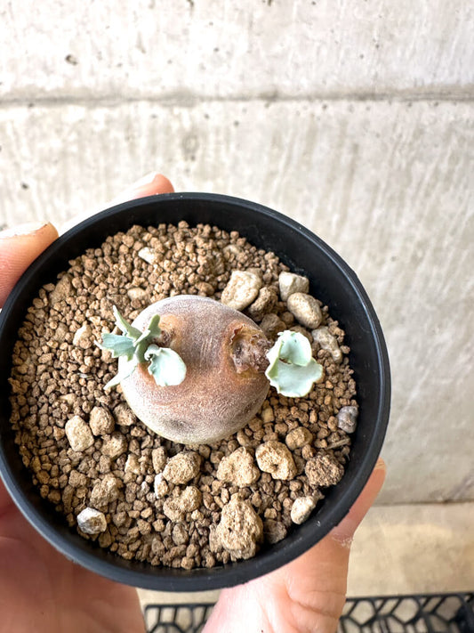 【現品限り】オトンナ・カカリオイデス 現地株【AI34】 Othonna cacalioides