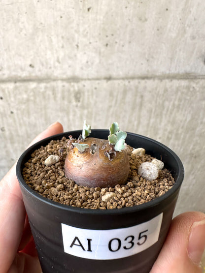 【現品限り】オトンナ・カカリオイデス 現地株【AI35】 Othonna cacalioides