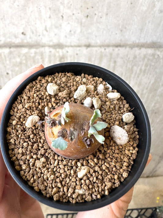 【現品限り】オトンナ・カカリオイデス 現地株【AI35】 Othonna cacalioides